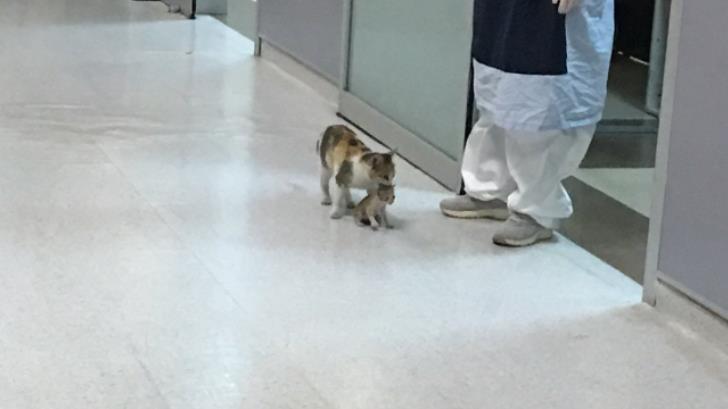 Gatita lleva a su cría enferma a un hospital de Turquía