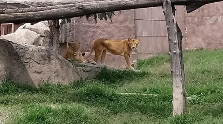 Muerte de leona en Zoológico de Aragón no fue por Covid, aclaran