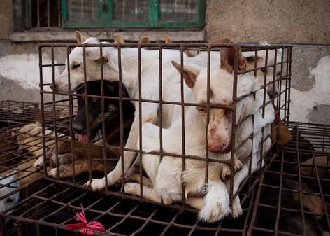 Histórico: Perros salen del menú en China