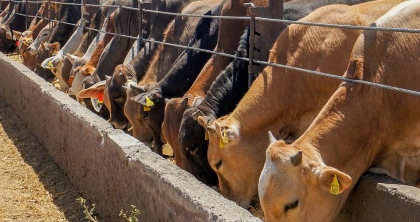Ganaderos cierran el año con caída en exportación de ganado