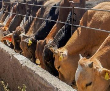 Cae exportación de ganado a Estados Unidos