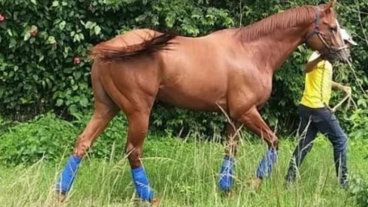 Roban y se comen a famoso caballo de carreras en Venezuela