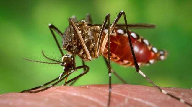 Puede haber un brote de dengue en Hermosillo