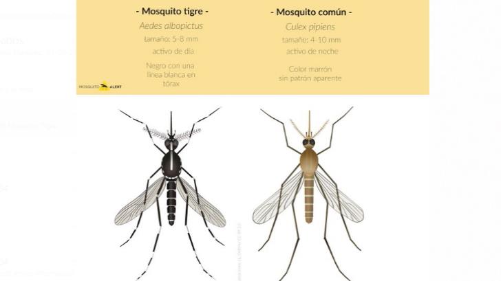 Mosquito Tigre provoca alerta mundial: transmite hasta 22 virus