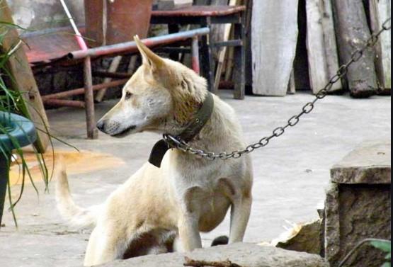 Incrementan casos de envenenamiento de perros y gatos en Navojoa