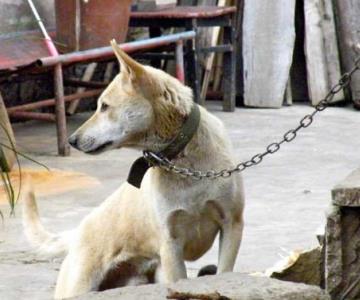 Arrojan animales vivos en buzón del Centro de Atención Canina y Felina