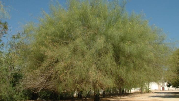 eSOS | Dan un pincelazo de color al desierto