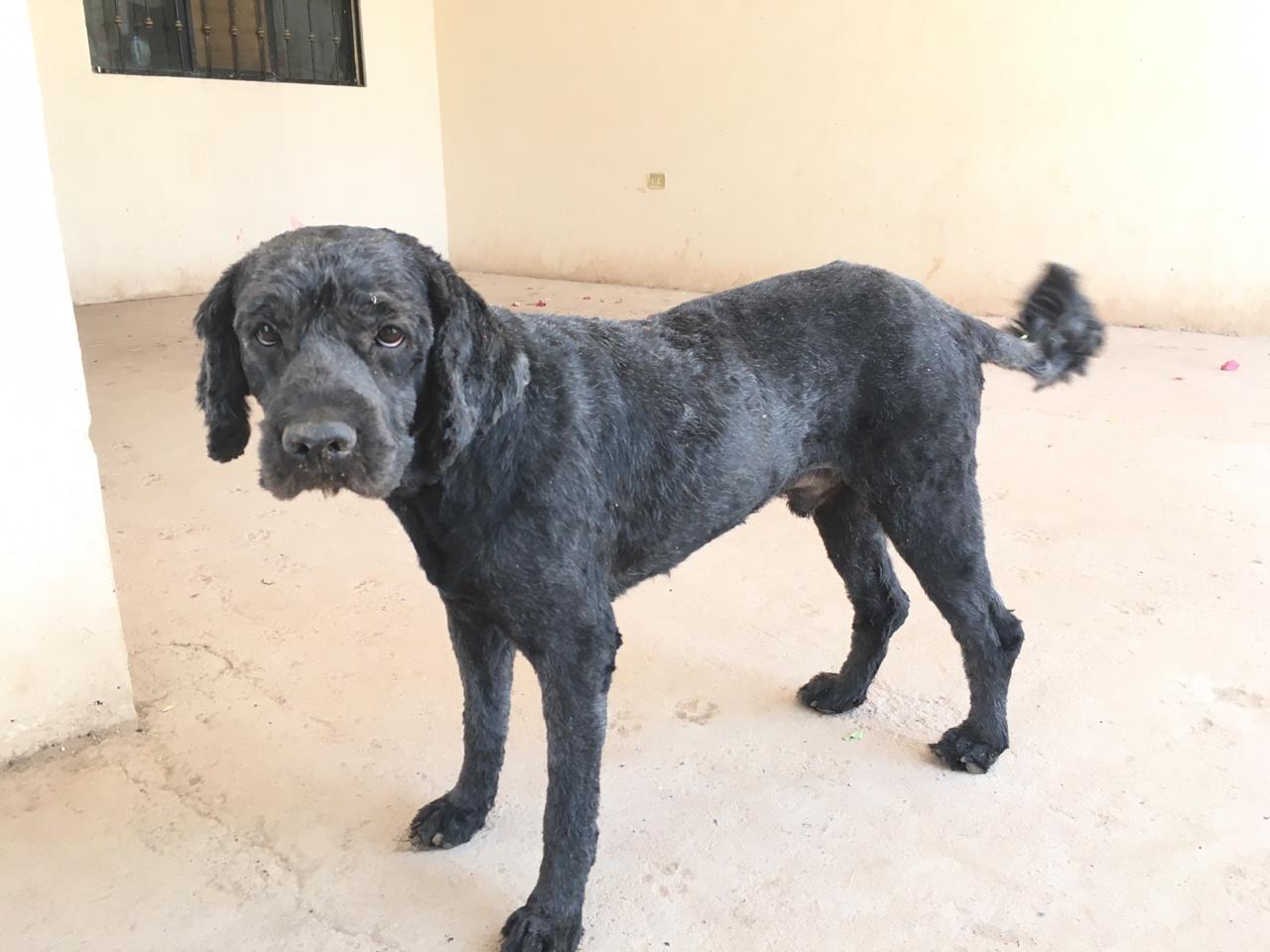 Cortar el pelo a mascotas en calor no es bueno