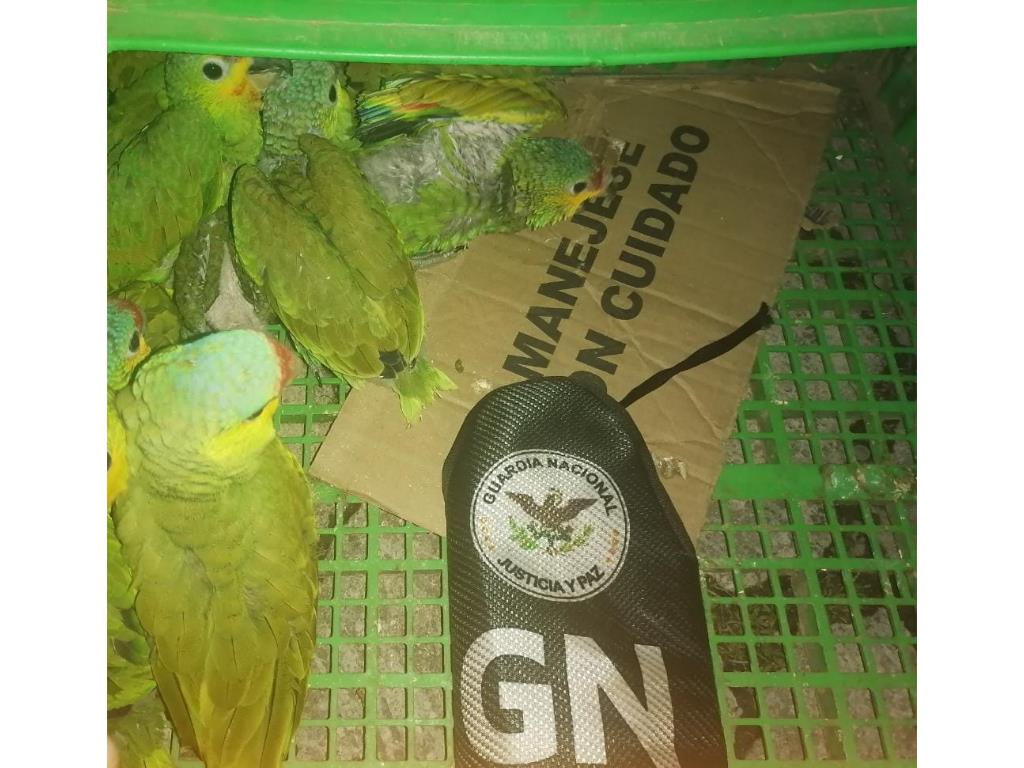 Loros le ponen el dedo con la Guardia Nacional