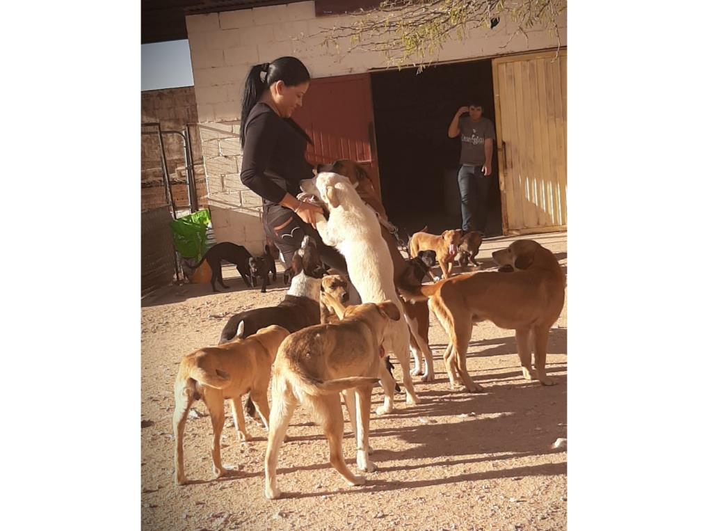 Los animales también sufren la pandemia