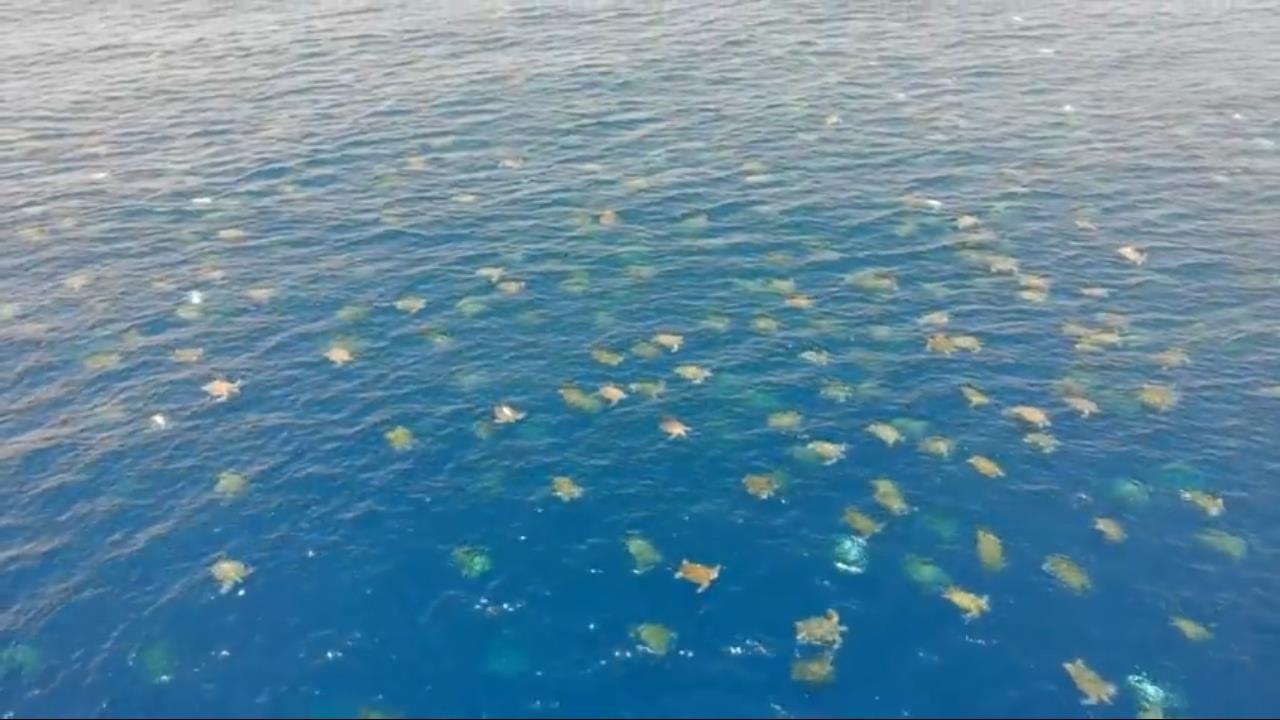 Captan a millares de tortugas en playas de Australia