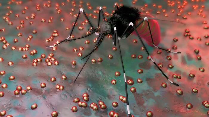 Zika africano podría provocar otra pandemia