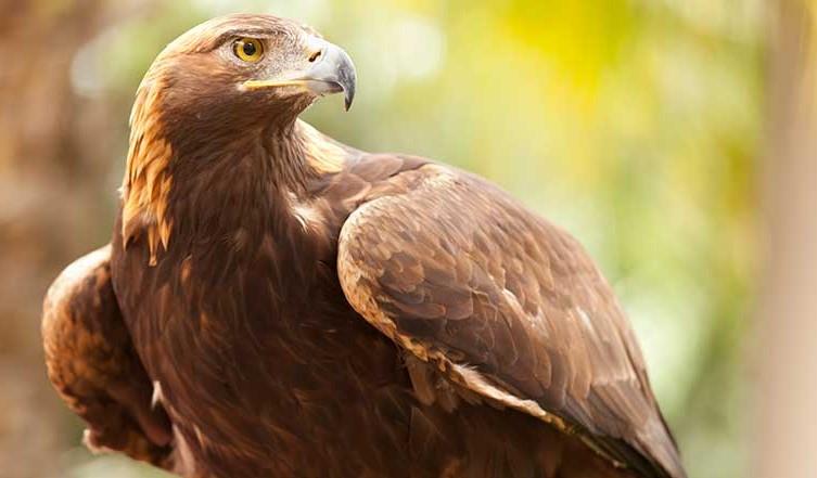 Llega un ejemplar de águila real al Centro Ecológico de Sonora