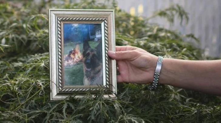 Muere el primer perro diagnosticado con Covid-19 en EU