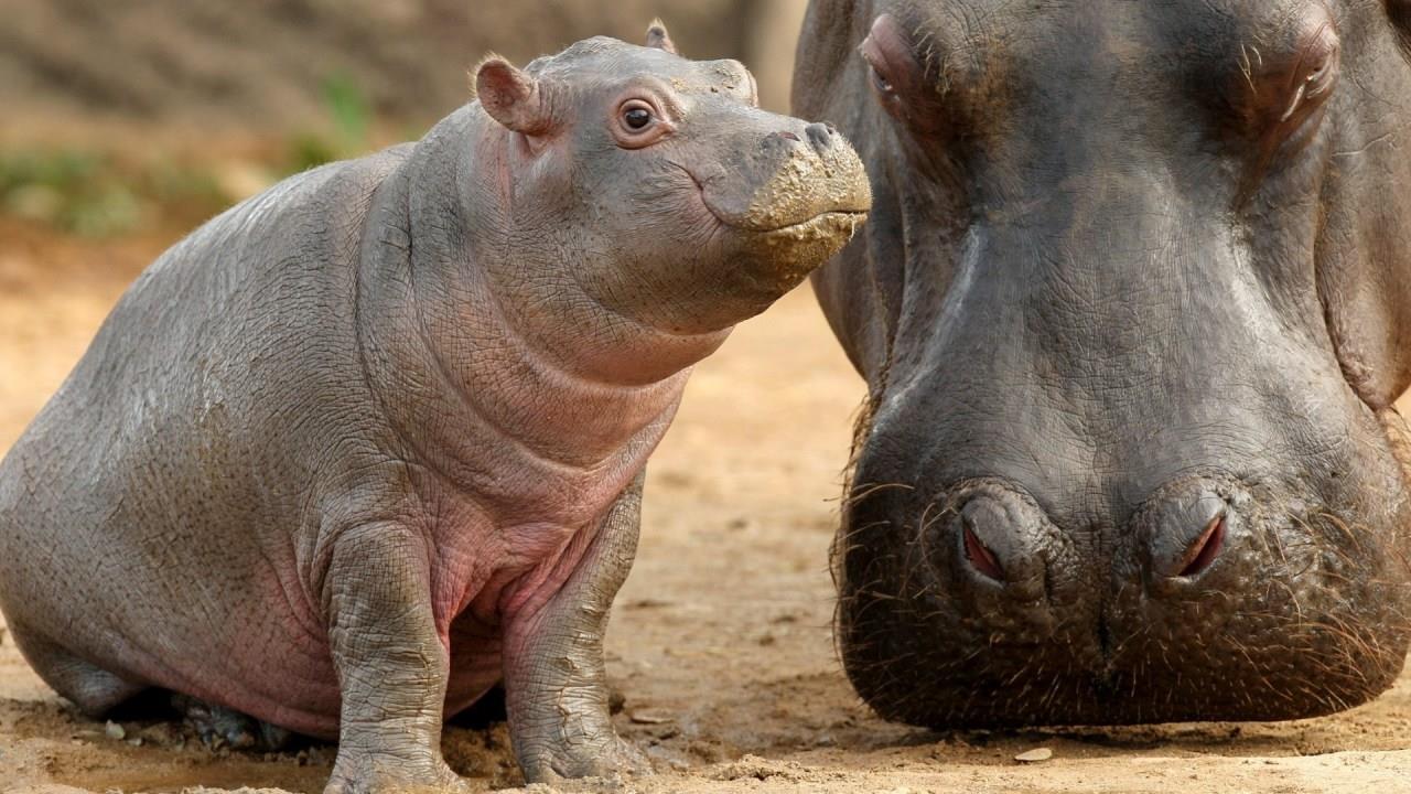 Nace bebé de hipopótamo en Zoológico de Zacango