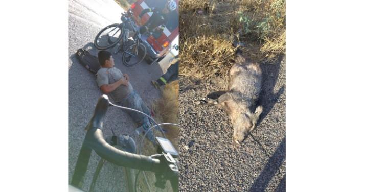 Se le atravesó un cochi jabalí y lo tumbó de la moto en Navojoa