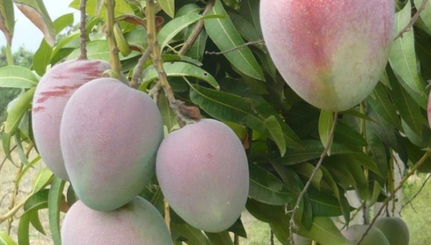 Indígenas echan mano de frutas ante el hambre