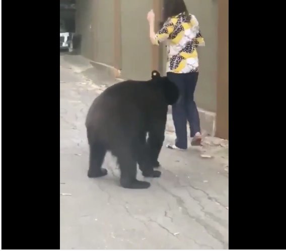 VIDEO - ¡Vuelve a suceder! Otro oso aparece en calles de Monterrey