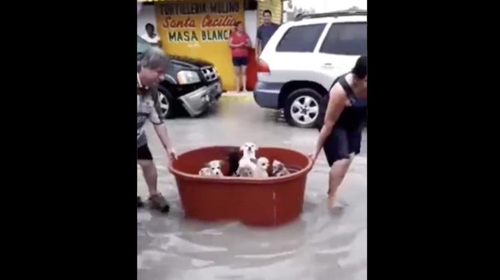 Familia rescata a sus mascotas en una tina
