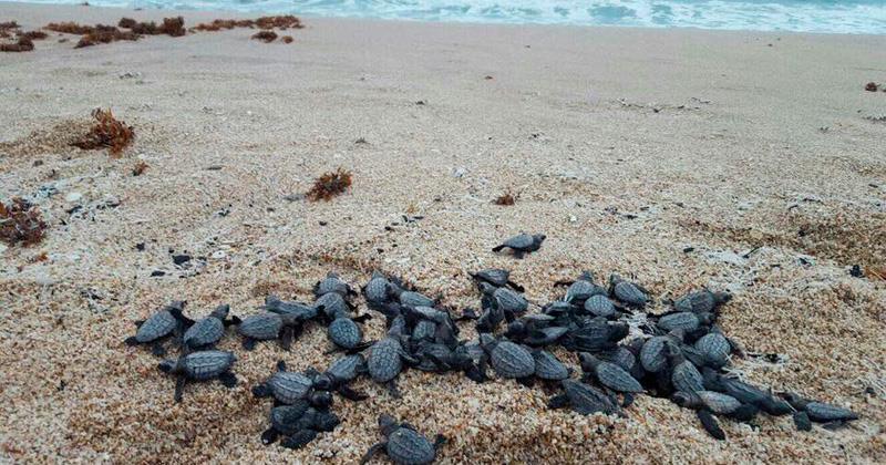 Crías de tortugas logran llegar al mar en San Carlos