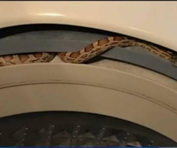 ¿Qué hacer si encuentras una serpiente en tu casa?