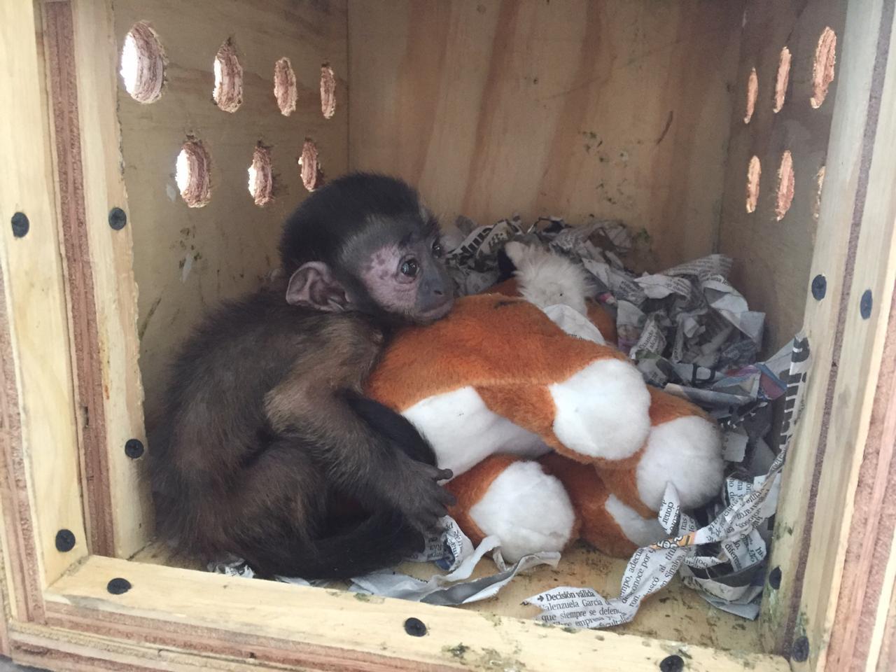 Rescatan a mono capuchino