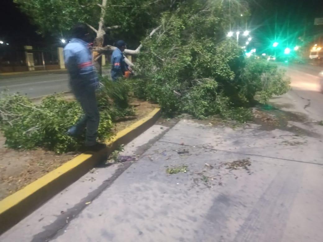 Hubo 30 árboles caídos en Hermosillo por la lluvia