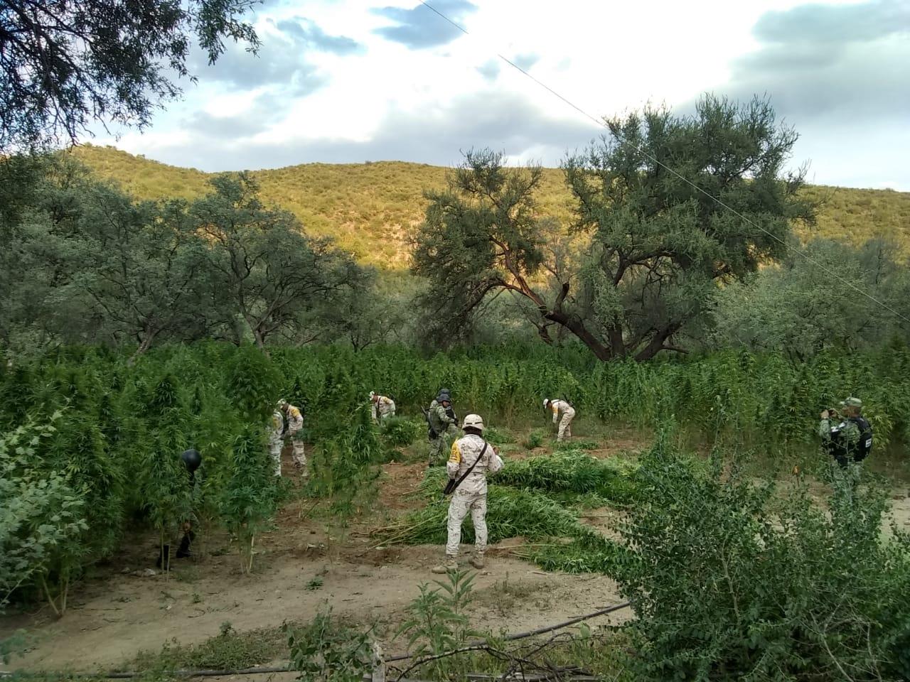 Destruyen plantío de marihuana en Aconchi