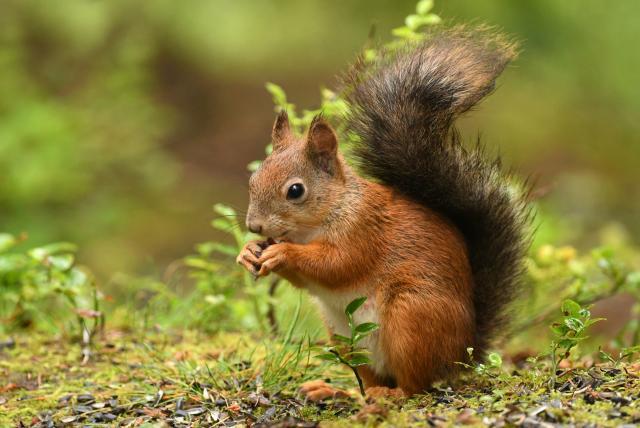 La alteración de los sistemas naturales origina las pandemias: Investigador