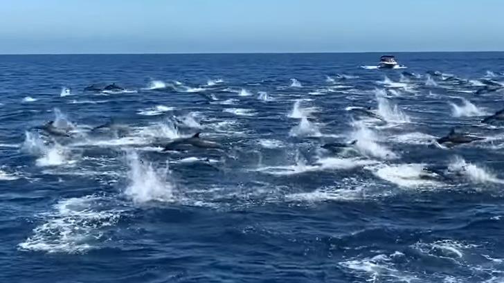 VIDEO | Avistan estampida de unos 300 delfines en costa de California