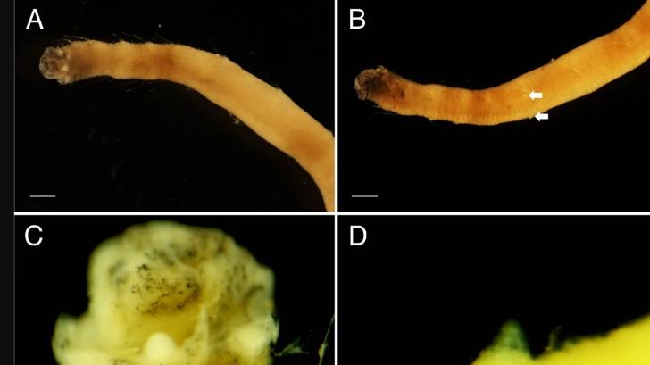 Nueva especie de gusano marino es detectada en el Antártico
