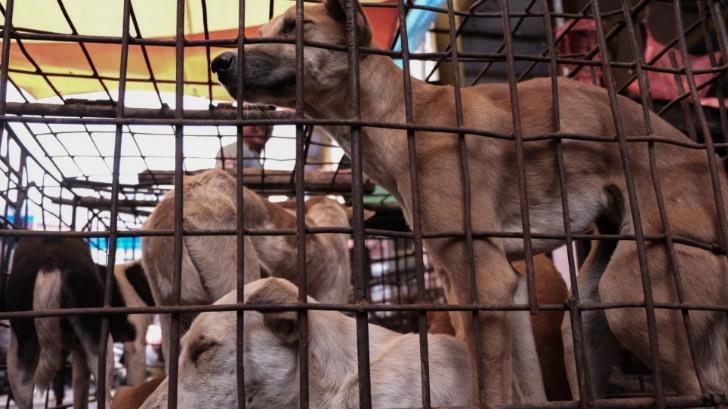 Cierra su negocio de carne de perro en Camboya