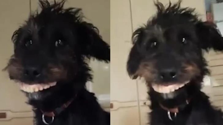 Perro roba la dentadura postiza de su dueña y se vuelve viral