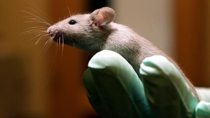Logran neutralizar y prevenir el coronavirus en ratones