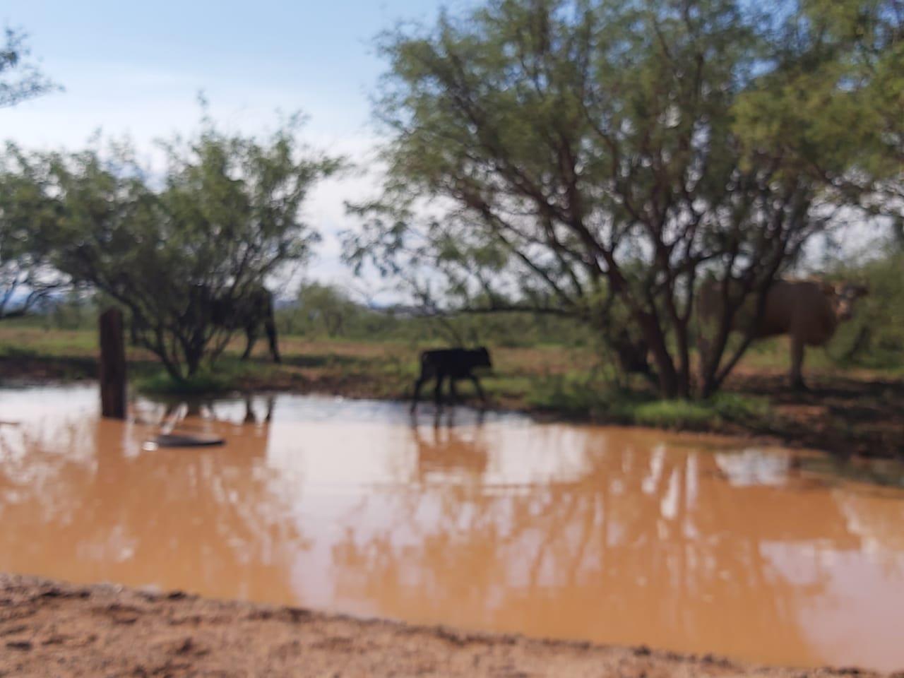 Fauna silvestre, la más afectada con sequías en Sonora