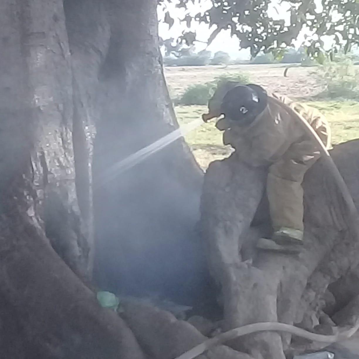 Se alborotaron las abejas y la agarraron contra Don Epigmenio