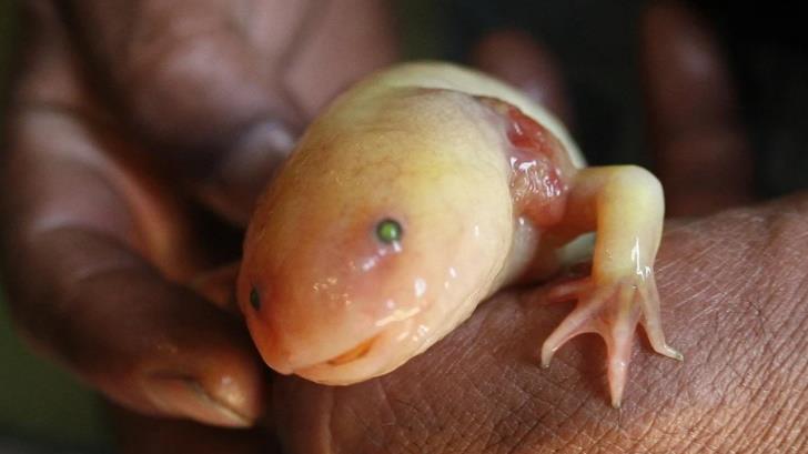 Protegen al ajolote de la extinción estudiando a sus ‘parientes’