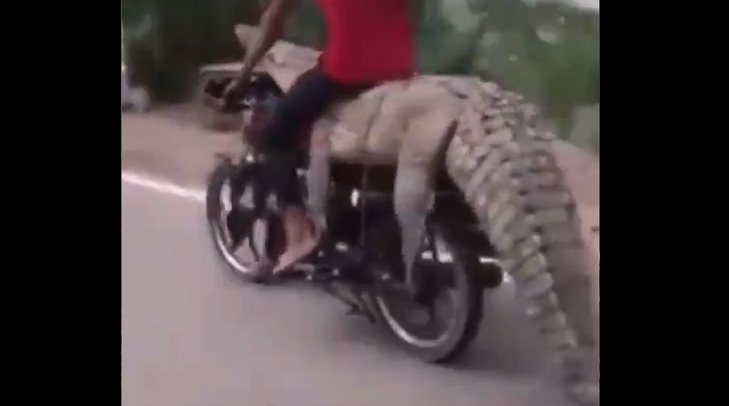 VIDEO- Capturan a cocodrilo en Sinaloa y se lo llevan en moto