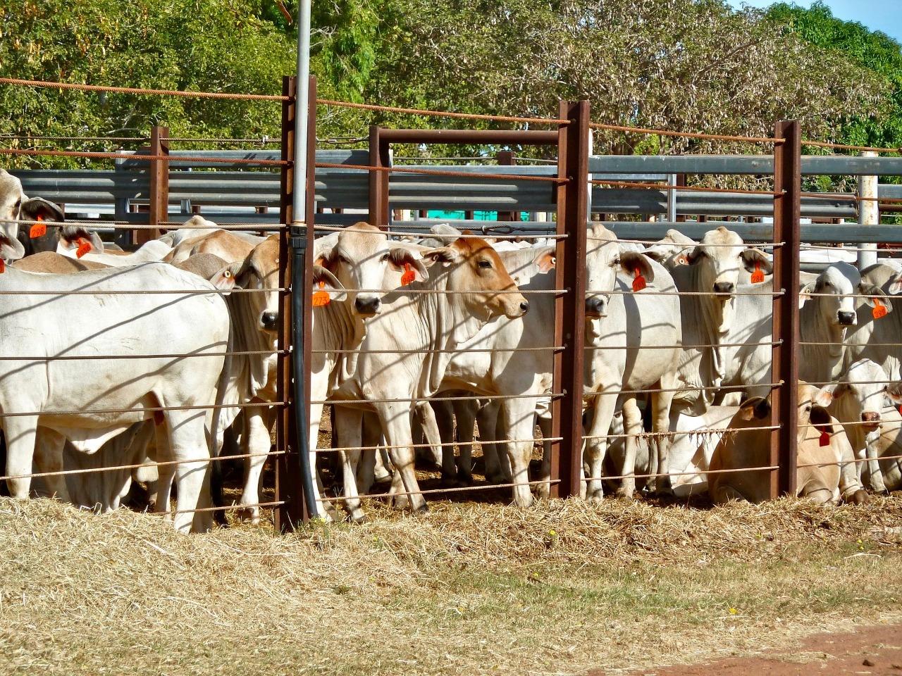 Otorgarán crédito de hasta 40 mil pesos a ganaderos de Sonora, en apoyo a la sequía