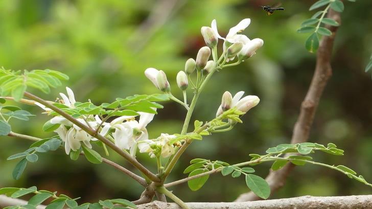 Conoce los múltiples beneficios de la moringa, el ‘árbol milagro’