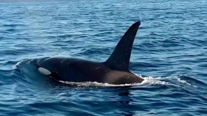 VIDEO | Captan espectaculares imágenes de orcas en el Mar de Cortés