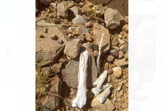 Localizan restos óseos en Nogales y Trincheras; uno de ellos calcinado