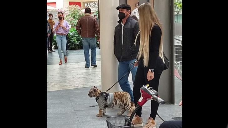 Captan a mujer paseando a un tigre en centro comercial Antara