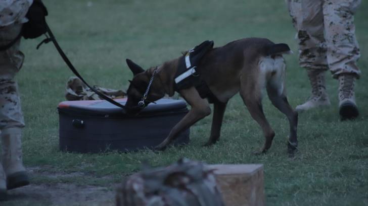 Realizan demostración de adiestramiento canino en Cuarta Zona Militar