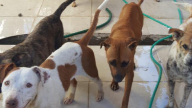 Ciudadanos donan alimento a refugio canino en la comunidad del Molino de Camou