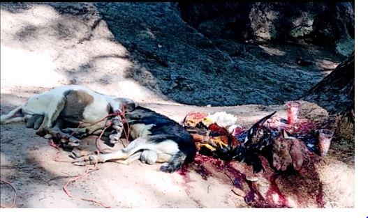 Encuentran animales sacrificados para hacer brujería en Durango