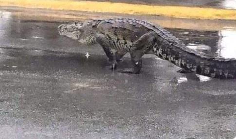 VIDEO- Tabasco se inunda y aparecen cocodrilos por las calles