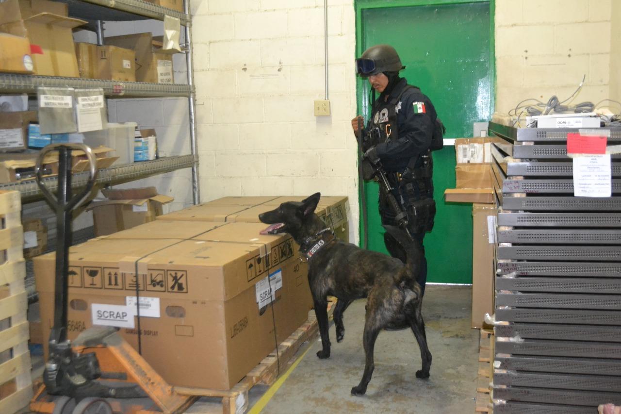 Perros policías trabajan para detectar sustancias prohibidas en maquiladoras de Nogales