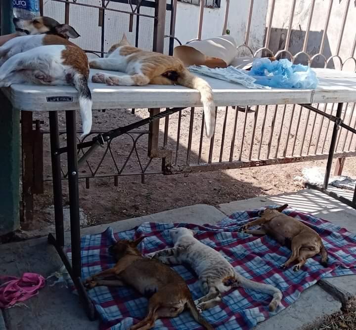 Asociaciones animalistas logran más de 5 mil esterilizaciones en Cajeme