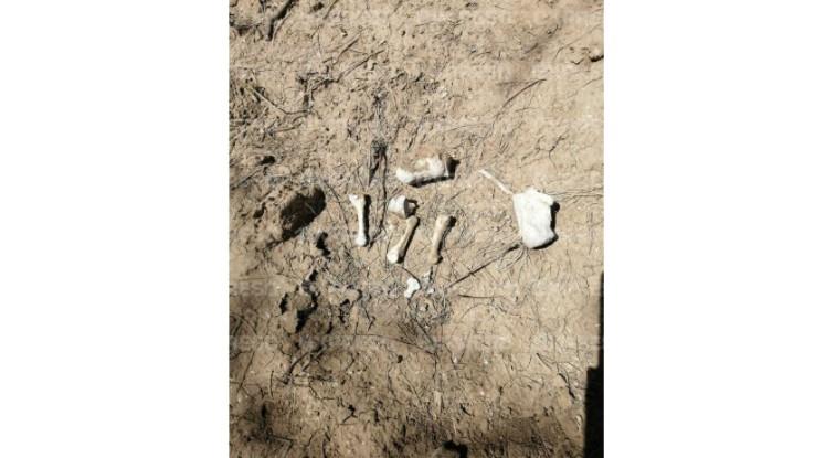 Hallan más restos humanos en Ejido la Victoria en Hillo; suman 36 en total